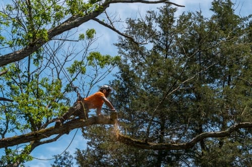 east coast enterprises tree removal